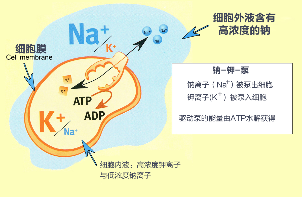 吃盐多与高血压有关系吗？