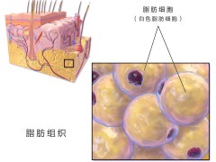 脂联素是什么，高好还是低好？