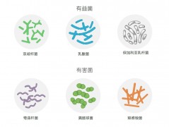 【会员提问】益生菌可以帮助改善肠道菌群实现减肥吗？