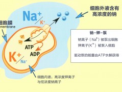 吃盐多与高血压有关系吗？