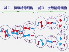 中国男人的“肾虚”迷思（2）--性生活过多会肾虚