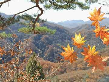 西兰花和花菜，哪个更营养更健康？